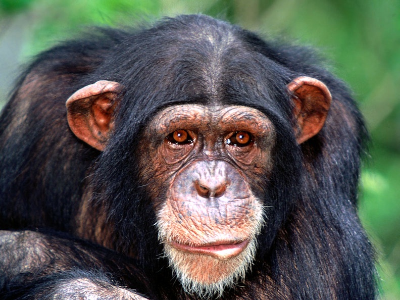 All Ears, Chimpanzee